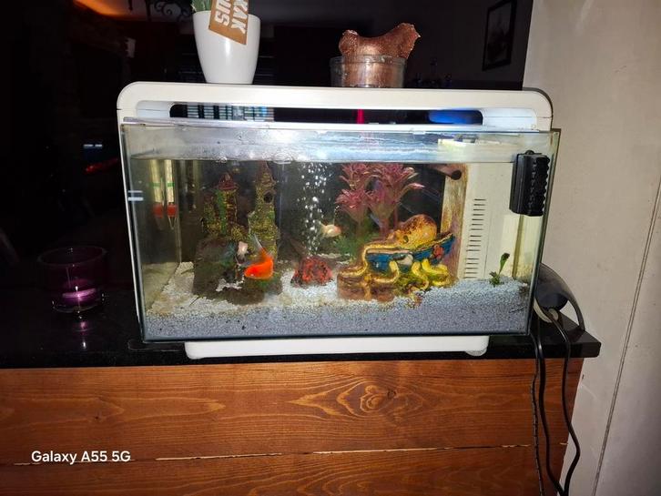 Aquarium te koop, Dieren en Toebehoren, Vissen | Aquaria en Toebehoren, Gebruikt, Gevuld zoetwateraquarium, Ophalen