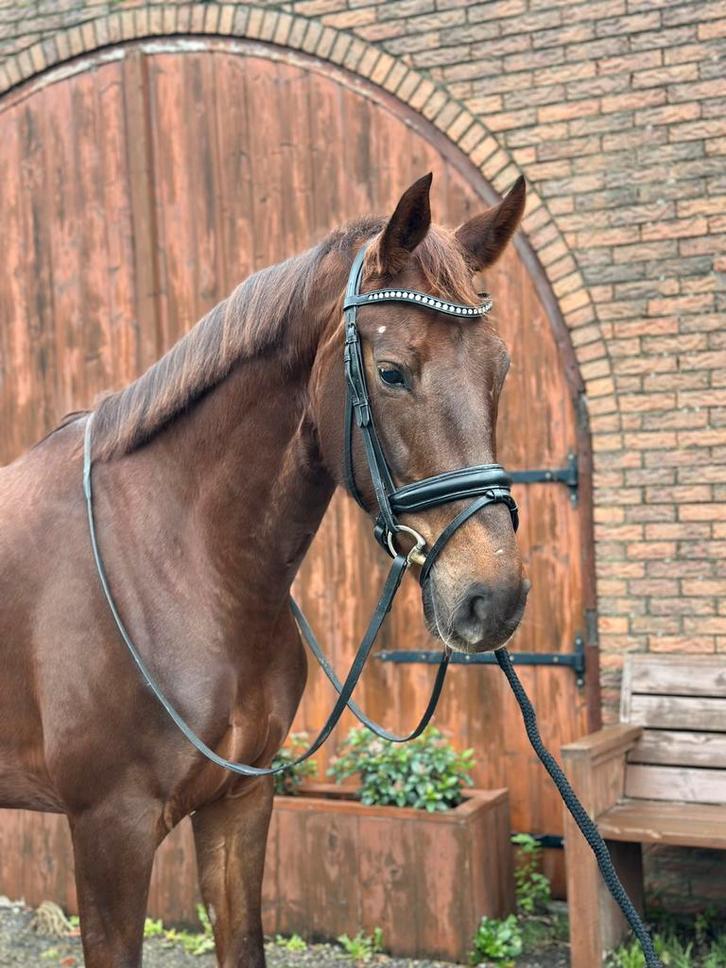 4 jarige merrie!, Dieren en Toebehoren, Paarden, Merrie, B, 165 tot 170 cm, 3 tot 6 jaar, Dressuurpaard, Met stamboom, Gechipt