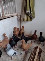 Sierduiven Deense tuimelaars, Dieren en Toebehoren, Vogels | Duiven, Meerdere dieren, Tuimelaar of Roller