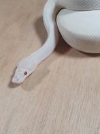 Python regius vrouw (inruil mogelijk), Slang