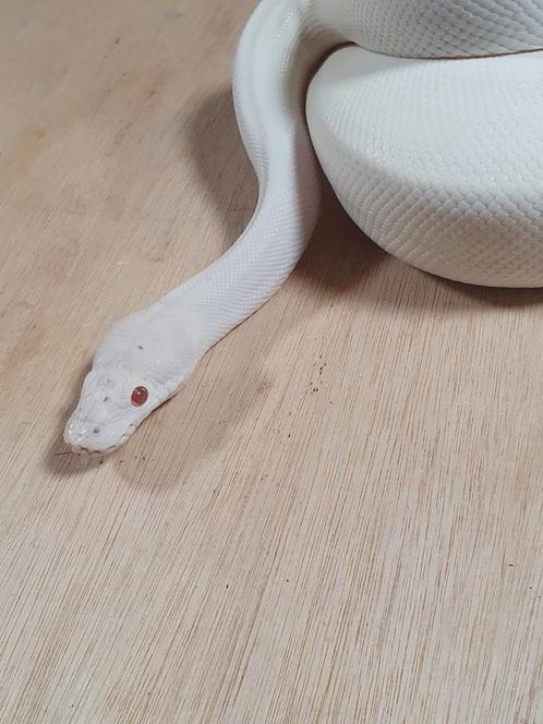 Python regius vrouw (inruil mogelijk), Dieren en Toebehoren, Reptielen en Amfibieën, Slang