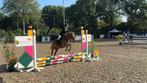 Mooie, grote b pony te koop!, Dieren en Toebehoren, Gechipt, B, Ruin, Springpony