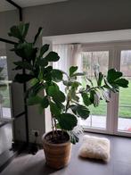 Grote Ficus Lyrata (Vioolplant) gratis af te halen, Huis en Inrichting, Kamerplanten, Ophalen, Ficus, Halfschaduw, 150 tot 200 cm