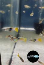 Poecilia reticulata bumble bee guppy, Vis, Zoetwatervis