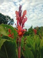 Mooie canna bollen van de canna city of portland., Tuin en Terras, Bloembollen en Zaden, Ophalen of Verzenden, Volle zon, Knol