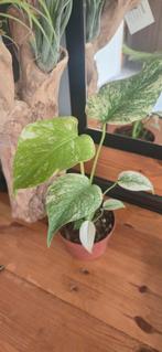 Monstera Deliciosa 'Mint' ,exclusief, mint, monstera, Ophalen of Verzenden, Overige soorten, Minder dan 100 cm