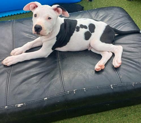 Ameriken pitbull terriër/Ameriken bully, Dieren en Toebehoren, Honden | Teckels en Dashonden, Reu, Korthaar, Dwerg, Particulier