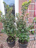 Ilex (Hulst) H. 130cm Bezorging Mogelijk., Ophalen, Hulst, 100 tot 250 cm