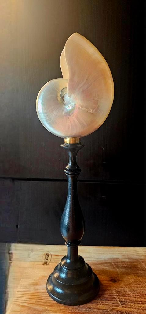 Parelmoer gepoleiste nautilus op standaard, Verzamelen, Dierenverzamelingen, Opgezet dier, Overige soorten, Ophalen of Verzenden