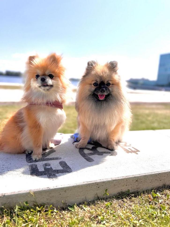 ORIGINELE POMERANIAN – 2 Maanden Oude Vrouwelijke Pup 🐶, Dieren en Toebehoren, Katten en Kittens | Overige Katten, Poes