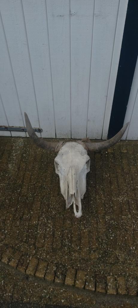 Koe / stier schedel mancave kroeg, Ophalen, Zo goed als nieuw