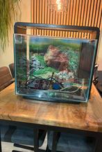 Te koop: aquarium van 40 litere, Dieren en Toebehoren, Vissen | Aquariumvissen, Vis
