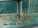 Heros Rotkeil Cichliden, Dieren en Toebehoren, Vissen | Aquariumvissen, Vis, Zoetwatervis