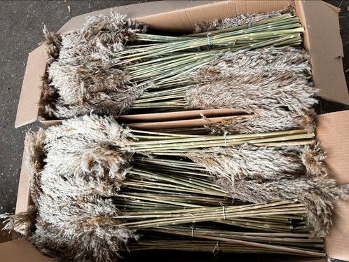 1000 x pampas pluimen, decoratie voor bijvoorbeeld bruiloft, Huis en Inrichting, Woonaccessoires | Droogbloemen, Nieuw, Ophalen of Verzenden