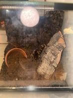 Brachypelma hamori tarantula, Dieren en Toebehoren, Insecten en Spinnen, Spin of Schorpioen