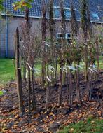 De Fruitboogerd: fruitbomen en fruitstruiken te koop, Ophalen, 100 tot 250 cm, Overige soorten, Lente