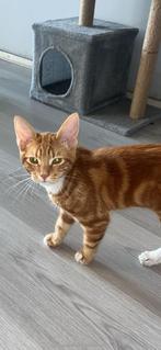 •	“Lieve kater & poes zoeken warm thuis”, Dieren en Toebehoren, Katten en Kittens | Overige Katten, Poes