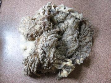 Wol  van Shetlandschapen beschikbaar voor biedingen