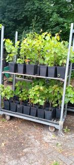 2 soorten Witte druiven planten, Ophalen of Verzenden, Minder dan 100 cm, Overige soorten, Zomer
