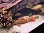 L025 37cm super red, Dieren en Toebehoren, Vissen | Aquariumvissen