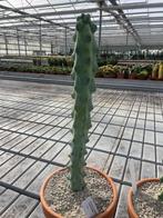 Boobiecactus Myrtillocactus geometrizans Fukurokuryuzinbo, Ophalen of Verzenden, Minder dan 100 cm, Bloeiende kamerplant, Volle zon