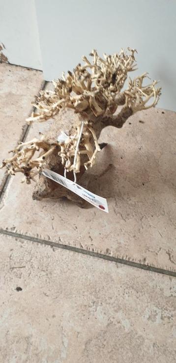 Superfish Bonsai driftwood medium bonsai boom nieuw beschikbaar voor biedingen