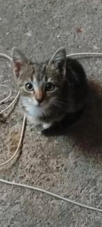 kitten (poes), Dieren en Toebehoren, Katten en Kittens | Overige Katten, Poes, Kortharig, 0 tot 2 jaar