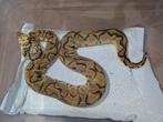 Python regius - Koningspython - Pastel Clown, Slang