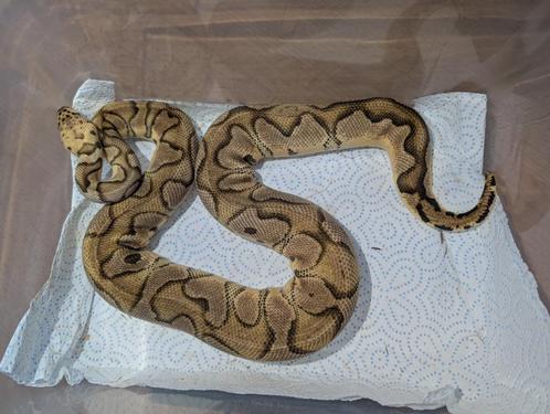 Python regius - Koningspython - Pastel Clown, Dieren en Toebehoren, Reptielen en Amfibieën, Slang