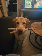 Mooiste Labrador Tommy, Dieren en Toebehoren, 15 weken tot 1 jaar, Reu, Groot, Eén hond