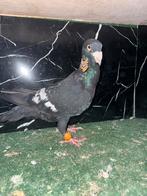 Duif, Dieren en Toebehoren, Vogels | Duiven, Vrouwelijk, Kropper