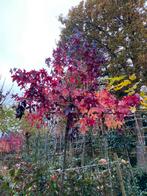 Leilaurier,Leilinde,Leiamberboom,Dakplataan,Catalpa,Zuilboom, Ophalen, In pot