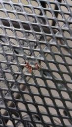 Royal garden 6-persoons tuinset, Tuin en Terras, Tuinsets en Loungesets, Ophalen, Overige materialen, Gebruikt, 6 zitplaatsen