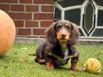 Langhaar teckel pup herplaatser goed lezen 500€, Dieren en Toebehoren, Honden | Teckels en Dashonden, Standaard, Nederland, 15 weken tot 1 jaar