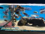 Nieuwe malawi cichlides, Vis, Zoetwatervis