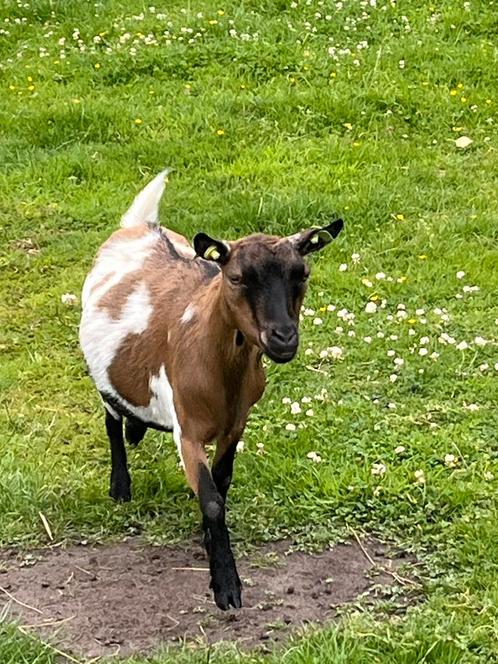 Leuke bonte hoornloze geit, Dieren en Toebehoren, Schapen, Geiten en Varkens, Geit, Vrouwelijk, 6 jaar of ouder