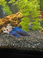 Betta (Siamese kempvis), Dieren en Toebehoren, Vis
