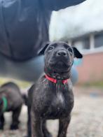 Hollandse / Mechelse herder pups, 8 tot 15 weken, Meerdere, Meerdere dieren, Herder