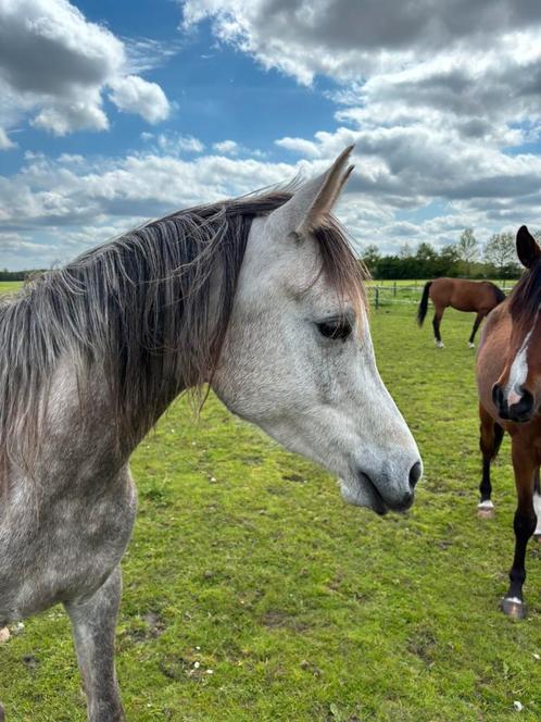 Arabisch volbloed ruinen, Dieren en Toebehoren, Paarden, Ruin, Onbeleerd, Minder dan 160 cm, 3 tot 6 jaar