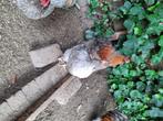 Wyandotte kippen, Geslacht onbekend, Kip