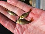 Goudvissen vijvervissen, Dieren en Toebehoren, Vissen | Vijvervissen, Goudvis(sen)