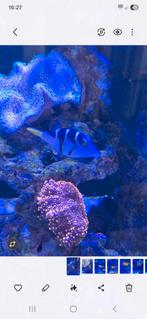 Canthigaster valintini .zoutwatervis, Vis