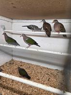 Bronsvleugel duiven, Dieren en Toebehoren, Vogels | Duiven, Meerdere dieren, Overige soorten