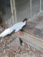 Zilverfazant, Dieren en Toebehoren, Pluimvee, Mannelijk, Overige soorten