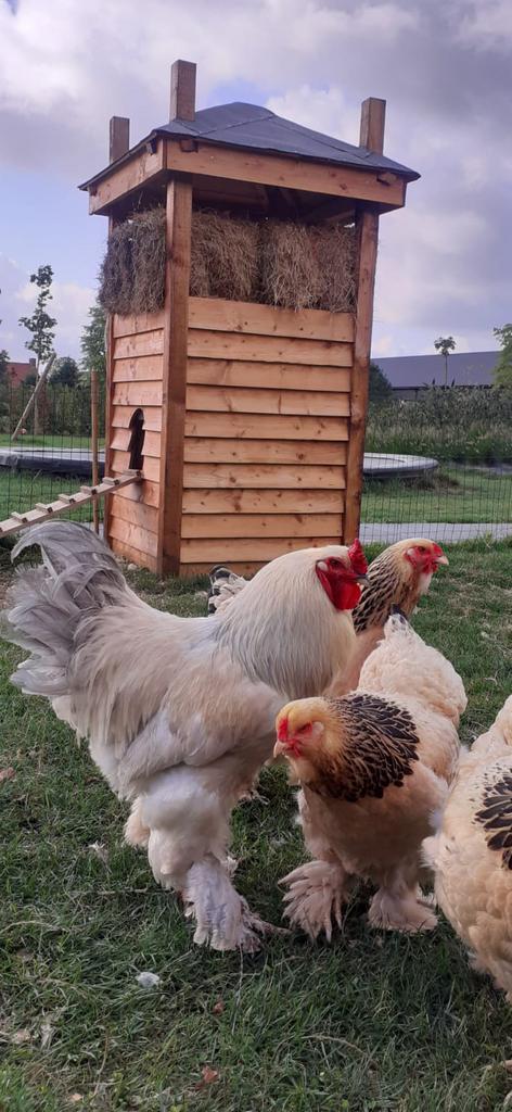 Kippenhok hooiberg, Dieren en Toebehoren, Knaagdieren en Konijnen | Hokken en Kooien, Hok, 90 cm of meer, 110 cm of meer, Ophalen