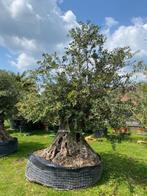 TE KOOP:  GIGA dikke olijfboom / echte eyecatcher in de tuin, Tuin en Terras, Planten | Bomen, 100 tot 250 cm, Olijfboom, Zomer