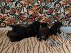 labrador x Labradoodle puppies, Dieren en Toebehoren, Honden | Retrievers, Spaniëls en Waterhonden, 8 tot 15 weken, Labrador retriever