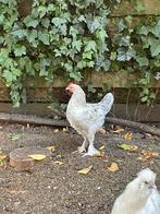 Haantje (Araucana x Marans / kleurleggers), Mannelijk, Kip