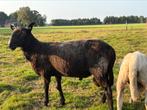 Drie jarige ram. Border Leicester x Zwartbles, Dieren en Toebehoren, Schapen, Geiten en Varkens, Mannelijk, Schaap, 3 tot 5 jaar