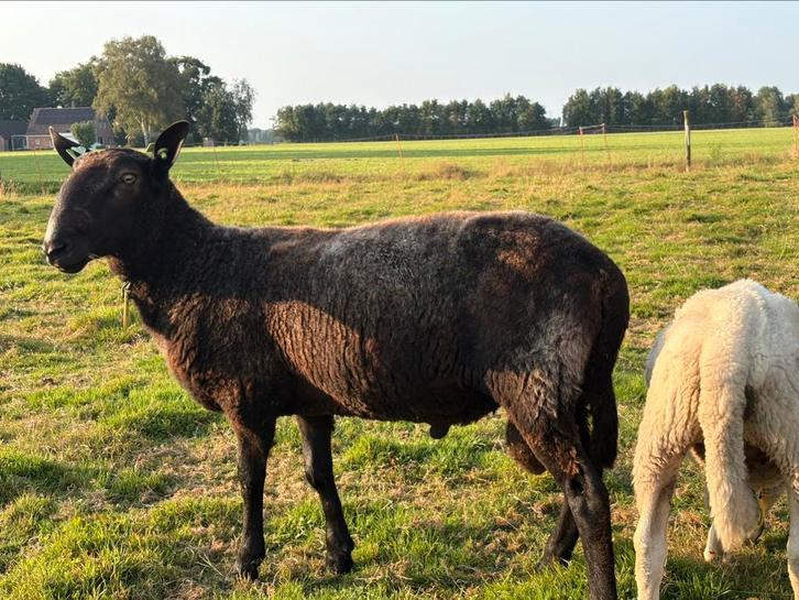 Drie jarige ram. Border Leicester x Zwartbles, Dieren en Toebehoren, Schapen, Geiten en Varkens, Schaap, Mannelijk, 3 tot 5 jaar